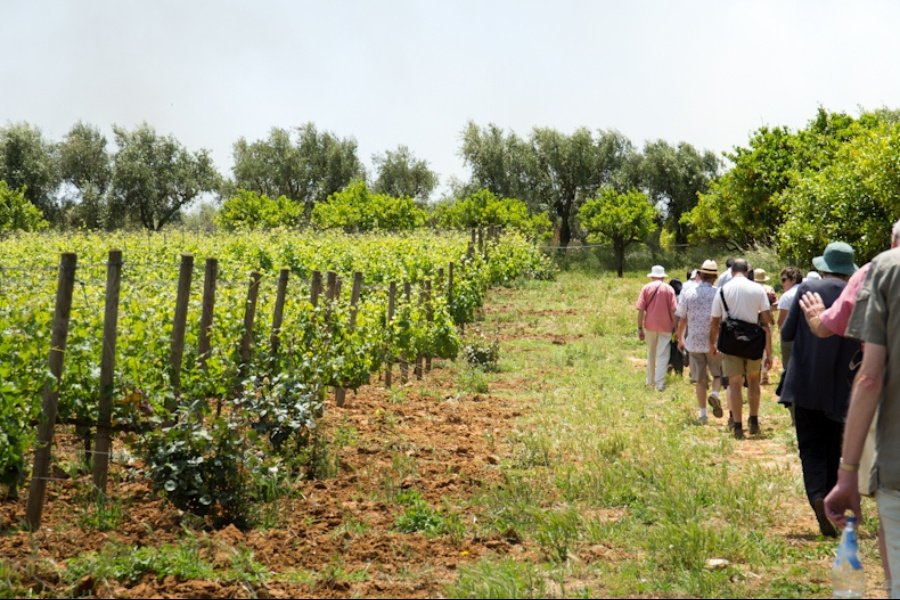 Immagine cantina Vigna di Pettineo