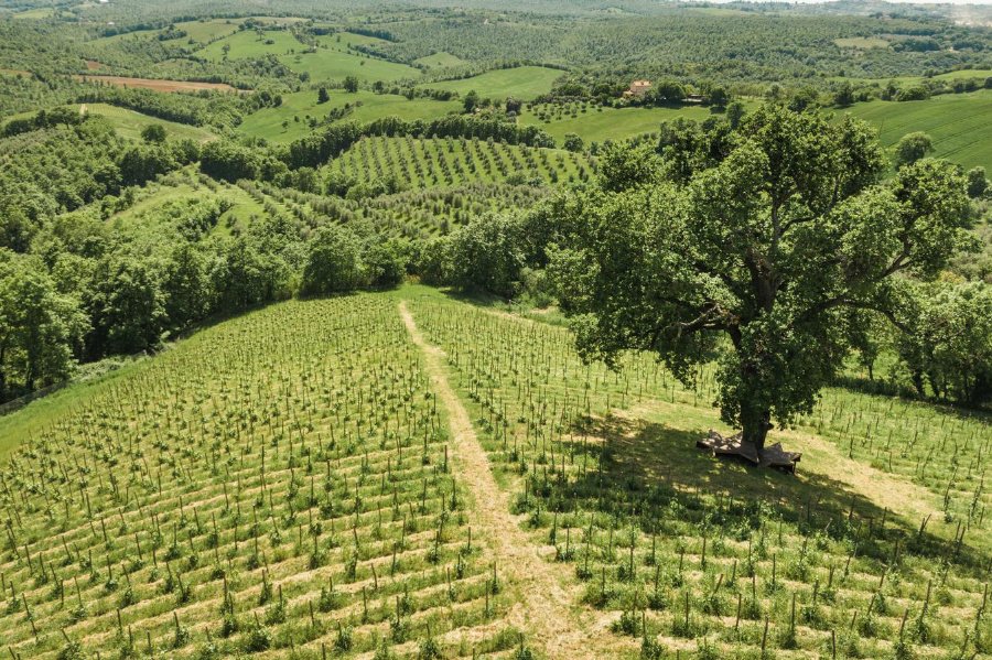 Fattoria La Maliosa