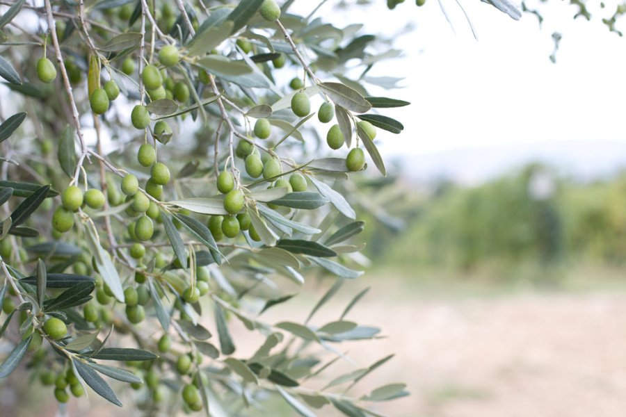 Immagine cantina Terre di Perseto