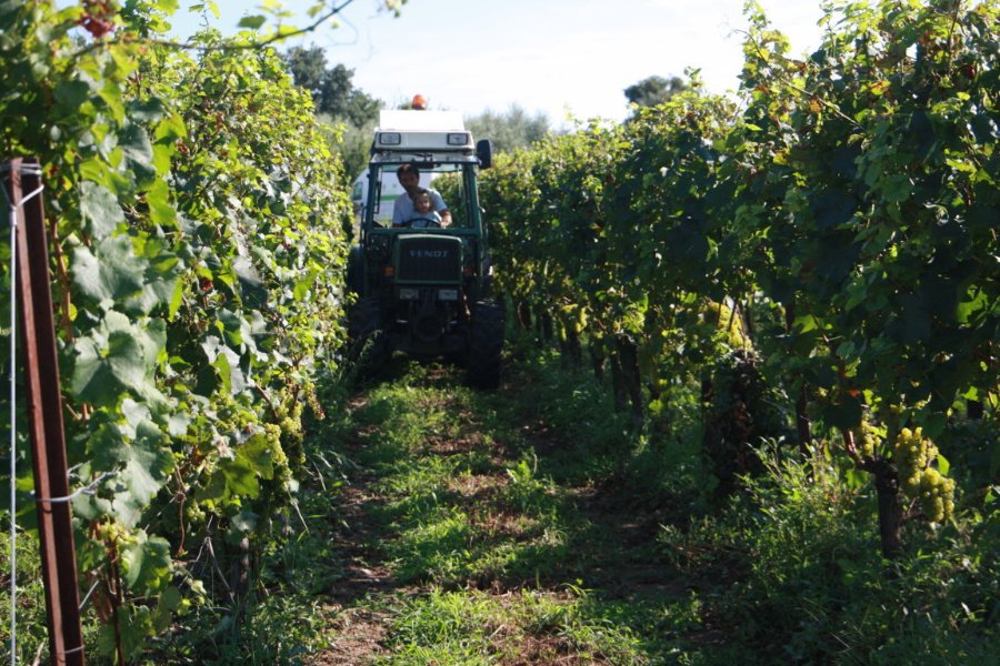 Immagine cantina Spensierata Franciacorta