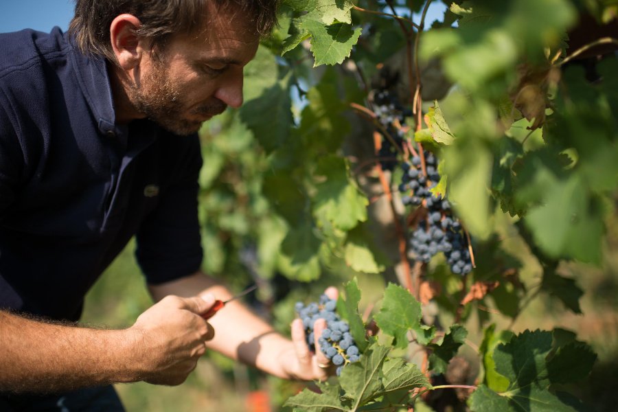 Immagine cantina Spensierata Franciacorta