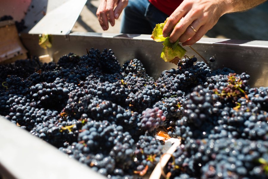 Immagine cantina Spensierata Franciacorta