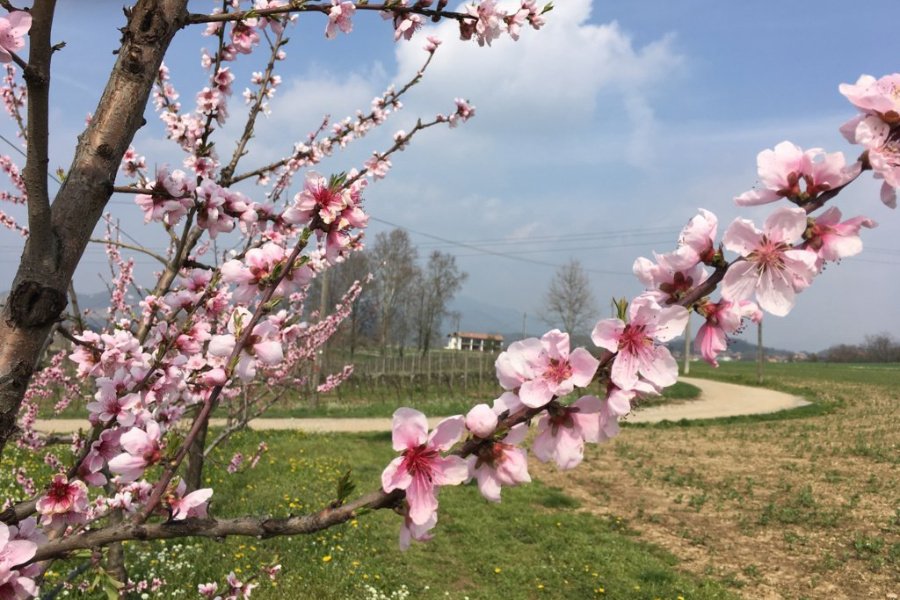 Spensierata Franciacorta