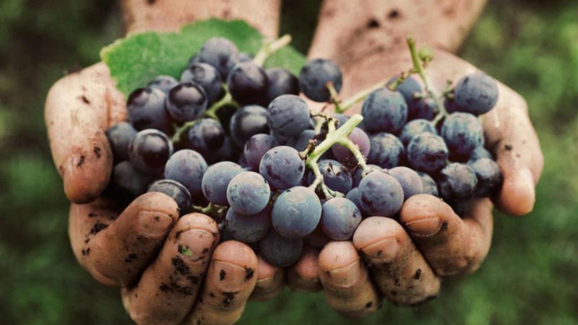 Vivi la vendemmia